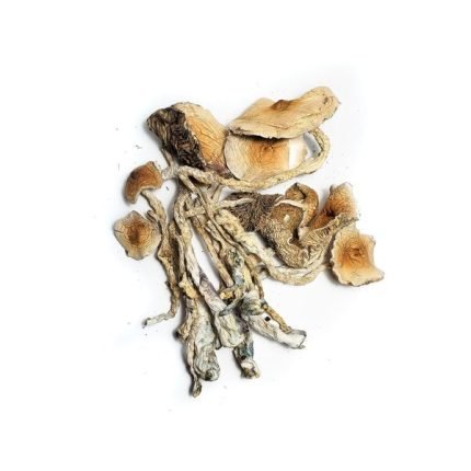Acquista funghi Transkei Africani in Italia