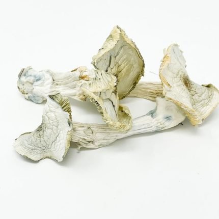 Acquista funghi Albino A+ online in Italia
