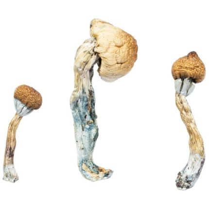 Acquista il funghi Albino Penis Envy in Italia