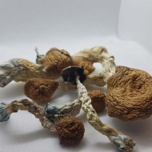Funghi Amazzoni in Vendita in Italia