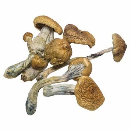 Funghi B+ in vendita online in Italia
