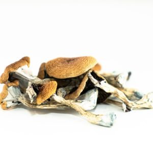 Funghi brasiliani in vendita in Italia