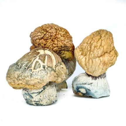 Funghi Burmesi in Vendita in Italia