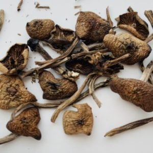 Funghi Wavy Caps in Vendita in Italia
