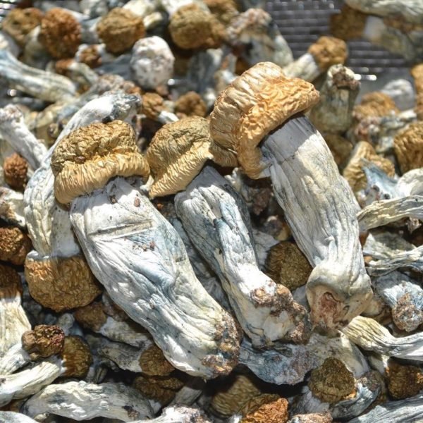Ecuador-Magic-Mushroom-600x600 Funghi Ecuadoriani in Vendita Online in Italia