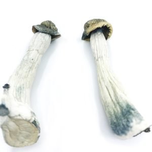 Funghi Psilocybe Azurescens in vendita online in Italia