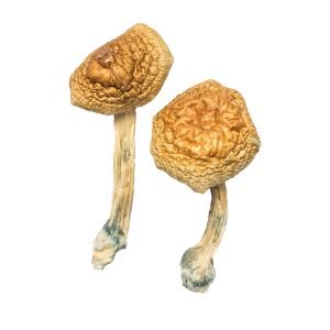 Funghi Mammut Dorato in Vendita in Italia