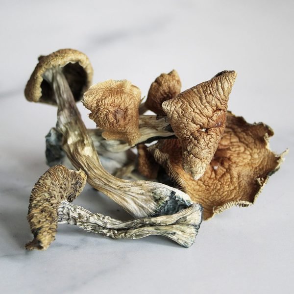 Funghi Golden Teacher in vendita in Italia