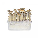 Kit per la coltivazione di funghi hawaiani in vendita online in Italia