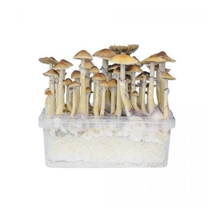 Kit per la coltivazione di funghi hawaiani in vendita online in Italia