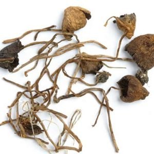 Funghi Liberty Caps in vendita in Italia