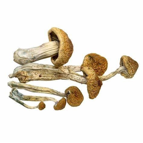 McKennaii-Magic-Mushroom Funghi McKennaii in vendita online in Italia