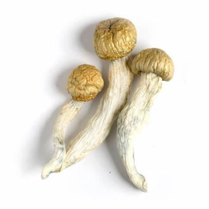 Fungo Penis Envy in vendita online in Italia