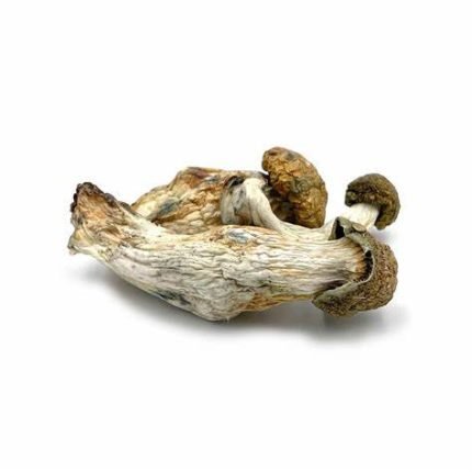 Funghi Melmac in vendita in Italia