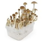 Kit di coltivazione di funghi B+ in vendita online in Italia