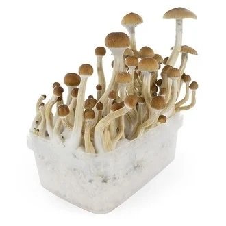 Kit di coltivazione di funghi B+ in vendita online in Italia