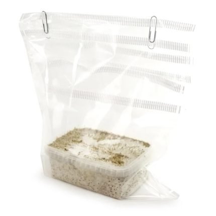 Kit di coltivazione di funghi B+ in vendita online in Italia