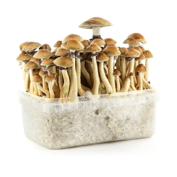 Psilocybe-Cubensis-Brazil-Magic-Mushroom-Growing-Kit Kit per la coltivazione di funghi Golden Teacher in vendita online in Italia