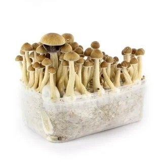 Kit per la coltivazione di funghi ecuadoriani in vendita online in Italia