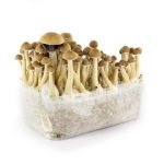 Kit per la coltivazione di funghi Mazatapec in vendita online in Italia
