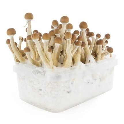 Kit per la coltivazione di funghi messicani in vendita online in Italia