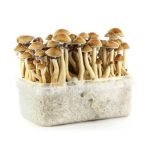Kit per la coltivazione di funghi amazzonici in vendita online in Italia