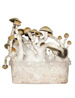 Kit di coltivazione del fungo Albino Penis Envy in vendita online in Italia