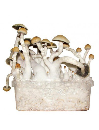 Kit di coltivazione del fungo Albino Penis Envy in vendita online in Italia