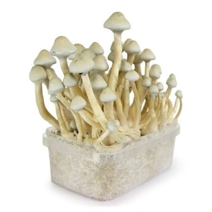 kit per la coltivazione di funghi Albino A+ in Italia
