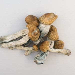 Funghi Big Mex in vendita in Italia