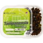 Tartufi Tampanensis in vendita online in Italia