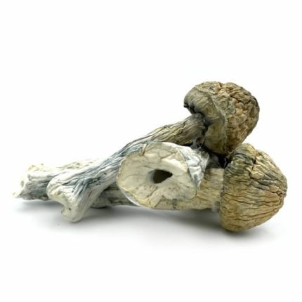 Funghi Thrasher in vendita in Italia
