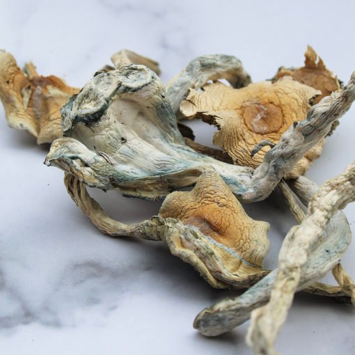 Funghi Treasure Coast in vendita online in Italia
