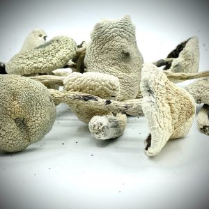 Funghi White Teacher in vendita in Italia