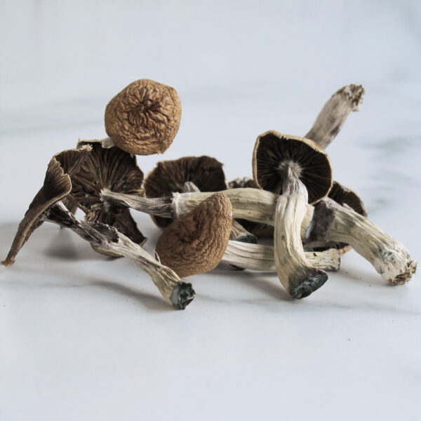 buy-magic-mushrooms-online-uk-mazatapec-600x600-1 Funghi Mazatapec in vendita in Italia
