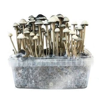 Kit per la coltivazione di funghi hawaiani Copelandia in vendita online in Italia