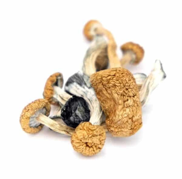 Funghi allucinogeni in vendita in Italia