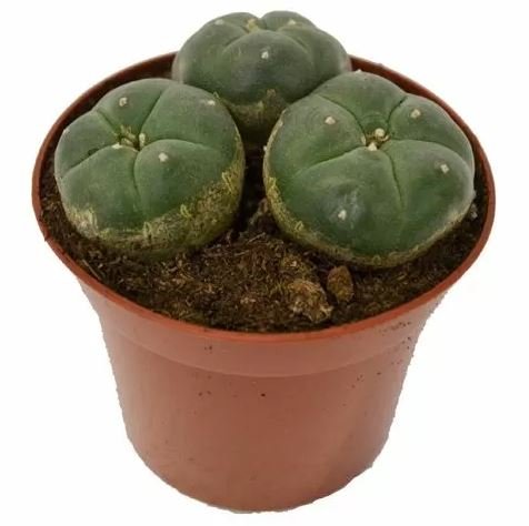 Peyote-3-heads Peyote Cactus 3 Teste in Vendita Online Italia