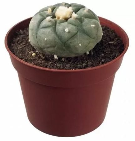 Peyote Lophophora Williamsii in vendita in Italia