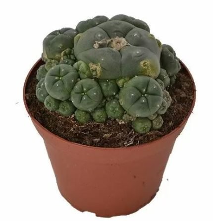 Peyote Cluster Lophophora Williamsii in vendita online in Italia