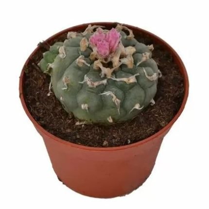 Lophophora Decipiens Peyote in vendita online in Italia