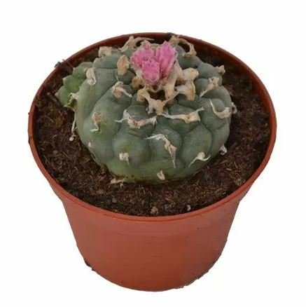 Peyote-Decipiens Lophophora Decipiens Peyote in vendita online in Italia